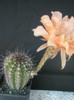 E. flor salmon - 03.07