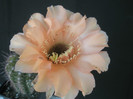 E. flor salmon - floare 2