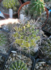 E. flori roz - 03.07