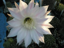 E. flori roz - floarea