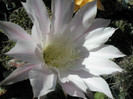 E. flori roz - centrul florii