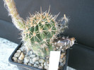Hotlips - fructe si planta contorsionata