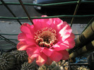Hotlips - floare 03.07