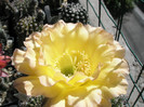 O Paradiso - floare in soare