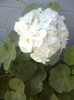 muscata alba