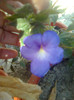 achimenes anni belle
