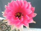 Pease Eros - floare