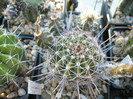 Syncopation (cu fructe) - 03.07
