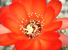 Lobivia (Cris) ( foto Gino) - floare