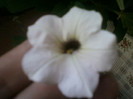 4 iulie 2012-flori 001