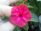 mirabilis jalapa-barba imparatului