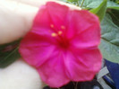 4 iulie 2012-flori 008