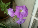 4 iulie 2012-flori 009