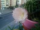 4 iulie 2012-flori 014