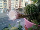 cactus...