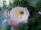 4 iulie 2012-flori 020