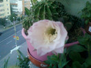 floare de cactus...