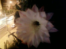 4 iulie 2012-flori 028