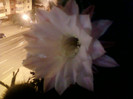 4 iulie 2012-flori 035