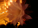 4 iulie 2012-flori 032