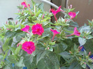 mirabilis jalapa-barba imparatului
