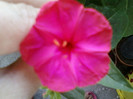 mirabilis jalapa-barba imparatului