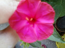 4 iulie 2012-flori 096