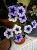 4 iulie 2012-flori 106
