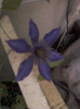 4 iulie 2012-flori 112