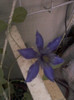 clematis(mov)-multi blue