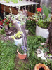 iulie 2012 034