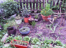 iulie 2012 036