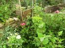 iulie 2012 039