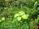 iulie 2012 041