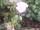 iulie 2012 042