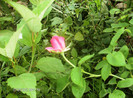 iulie 2012 044