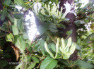iulie 2012 045