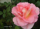 iulie 2012 046