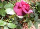 iulie 2012 047