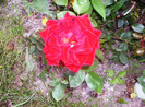iulie 2012 048