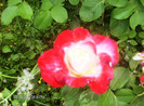 iulie 2012 050