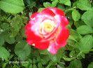 iulie 2012 051