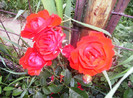 iulie 2012 052