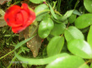 iulie 2012 053