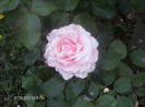 iulie 2012 054