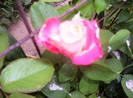 iulie 2012 056