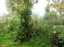 iulie 2012 060