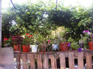 iulie 2012 062