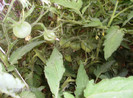 iulie 2012 080