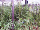 iulie 2012 084